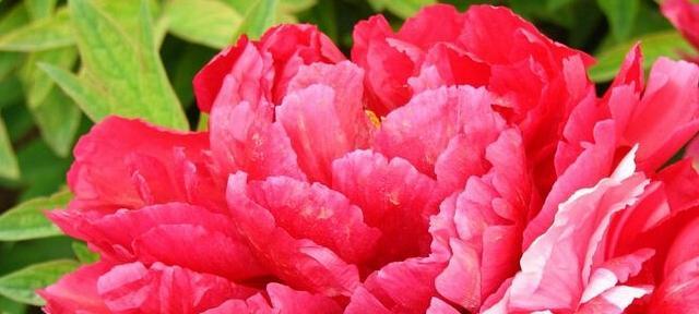 牡丹花的象征意义及文化内涵（牡丹花的神秘与美丽）