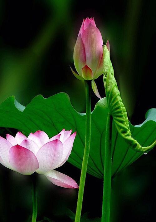 荷花的寓意与象征（探索荷花的美丽与哲理）