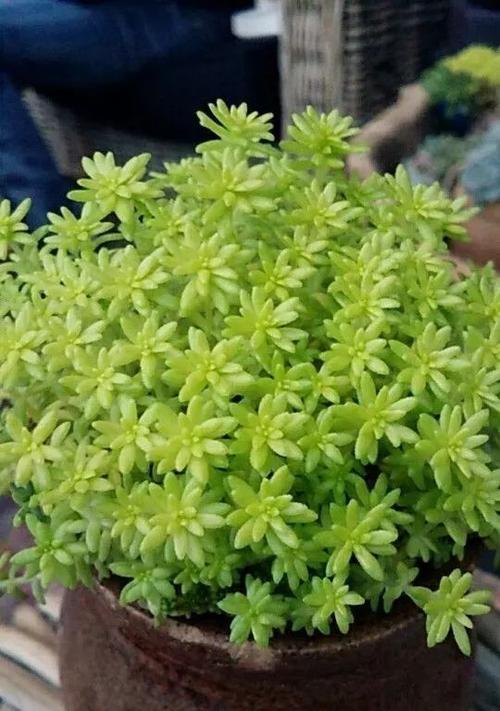 耐盐碱植物（解读耐盐碱植物的适应机制与应用前景）