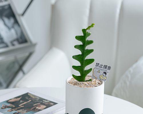 仙人掌喜阳还是喜阴？如何正确养护仙人掌？