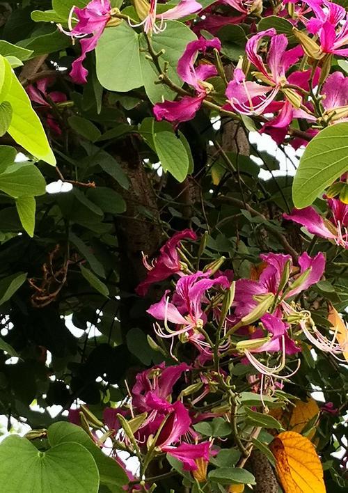 红花羊蹄甲的花语与意义（探寻红花羊蹄甲的美丽内涵）