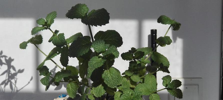 薄荷浇水的正确方法是什么？如何避免过度浇水导致植物死亡？