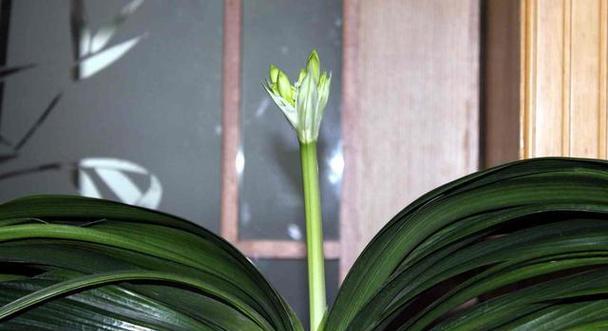 君子兰开完花后如何处理？后续养护有哪些要点？