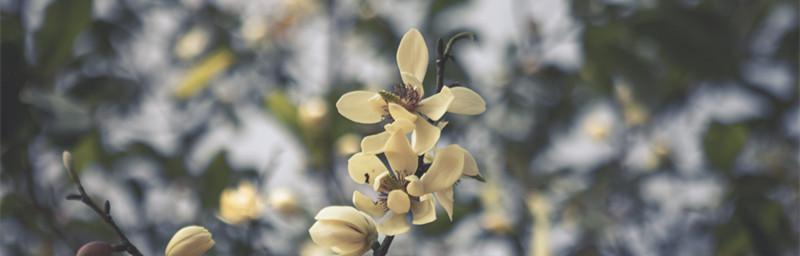 含笑花（花朵中的微笑）