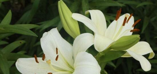 百合花的花语及象征意义（探究百合花的深层含义）