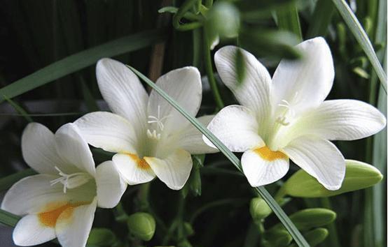 小苍兰花语之美——承载着纯洁和希望的花朵（小苍兰花语的传承与意义）