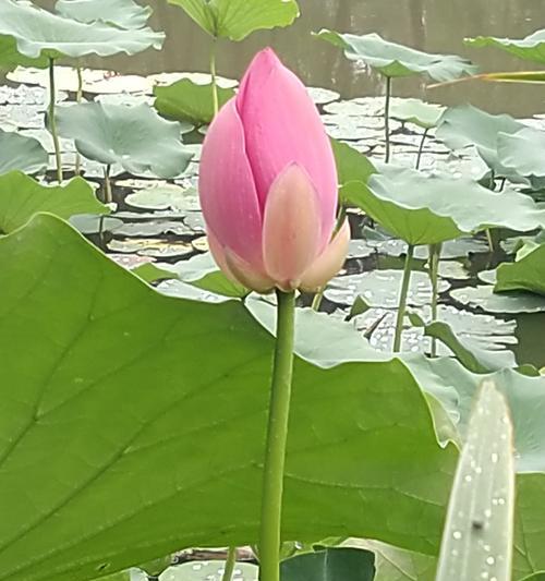 荷花（古老东方之美的象征）