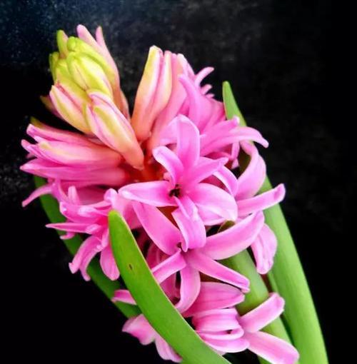粉色风信子的花语与魅力（探索粉色风信子的花语意义及其美丽之处）