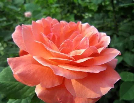 月季花语及其意义的探索（解读月季花语）