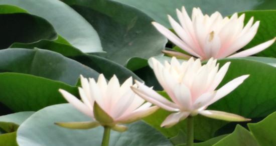 寄情花（探索寄情花的象征意义与文化传承）