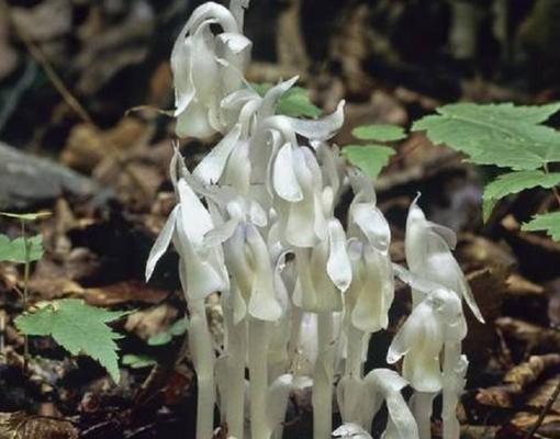水晶兰花语解读——开启幸福与和谐之门（探寻水晶兰的花语奥秘）