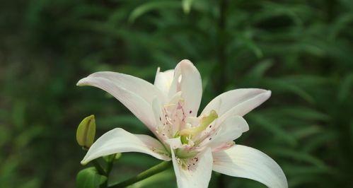 百合花有哪些颜色？不同品种的百合花颜色有哪些？