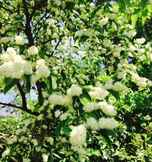 冬青树的花语（探寻冬青树的花语）