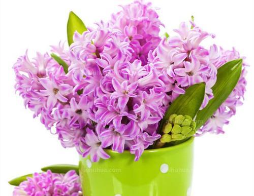 黄色风信子花语（探索风信子花语与黄色风信子寓意的奥秘）