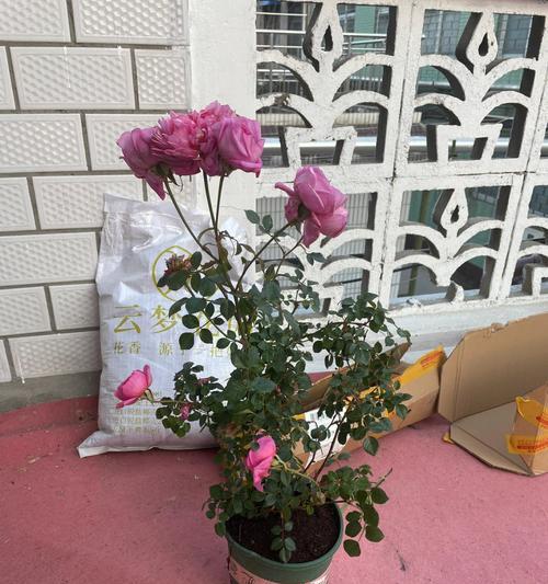 月季春化的意义与方法（探索月季春化的关键步骤和技巧）