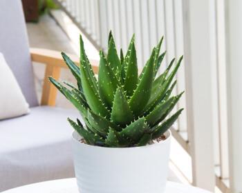 探寻芦荟的花语之谜（揭秘芦荟的神秘语言）