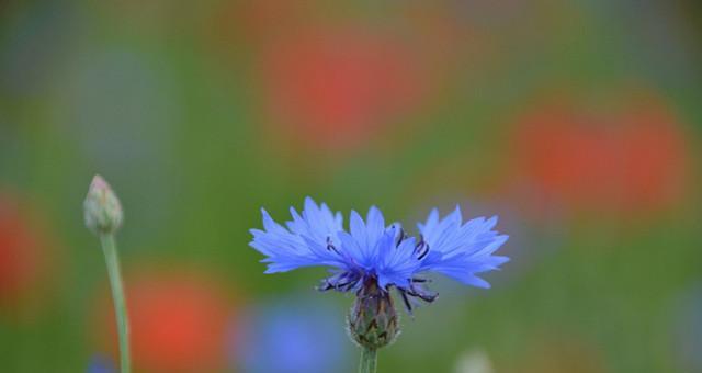 蓝色矢车菊的花语与寓意——美丽与希望的象征（揭示蓝色矢车菊的花语及寓意）
