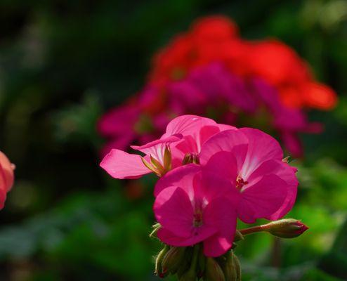 天竺葵的花语与代表意义（揭示天竺葵花语之谜｜天竺葵的花朵背后代表的含义）