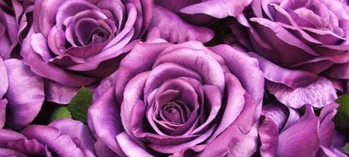 紫色玫瑰的浪漫意义（神秘）