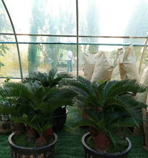 门前种植铁树需要注意什么？铁树的养护方法有哪些？