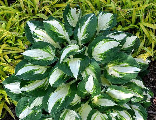 玉簪适合室内还是室外？如何根据环境选择养护地点？