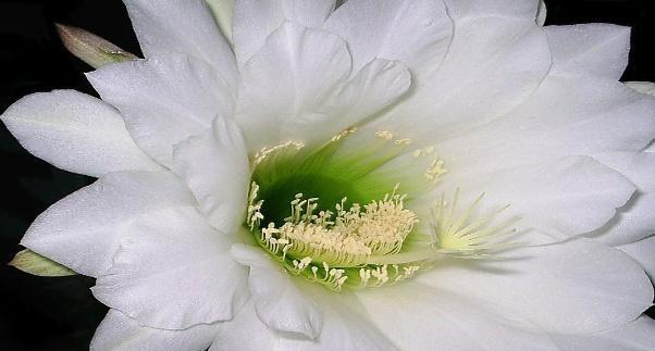 昙花的花语及其意义（探寻昙花的神秘与魅力）