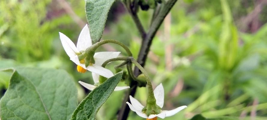 龙葵属于什么植物类别？龙葵的分类和特性是什么？