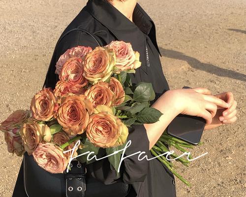 以卡布奇诺玫瑰花语寓意为主题的文章（探索卡布奇诺玫瑰的浪漫花语与象征意义）