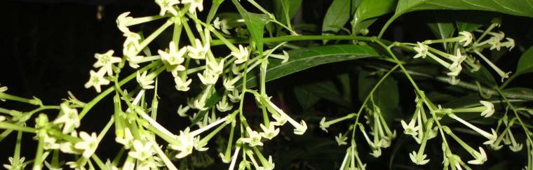 夜来香的传说（追寻爱情的芬芳—夜来香的花语）