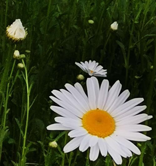 白晶菊花的美丽与意义（探寻白晶菊花的花语与传说）