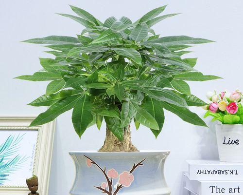 寓意好的盆景树——美丽与吉祥的象征（探索盆景树艺术中的神奇寓意）