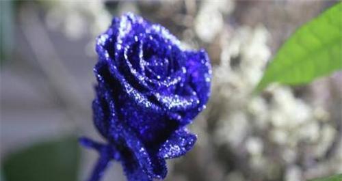 蓝色玫瑰花语的深意（探索蓝色玫瑰的情感象征与美学价值）