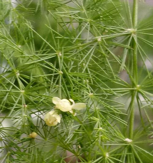 文竹开花的寓意及养殖要点(解读文竹开花的象征意义) 文竹开花的寓意及养殖要点(解读文竹开花的象征意义)