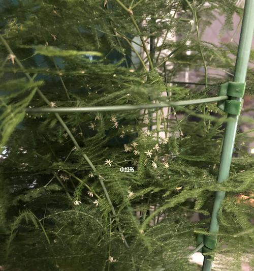 文竹开花的寓意及养殖要点(解读文竹开花的象征意义) 文竹开花的寓意及养殖要点(解读文竹开花的象征意义)