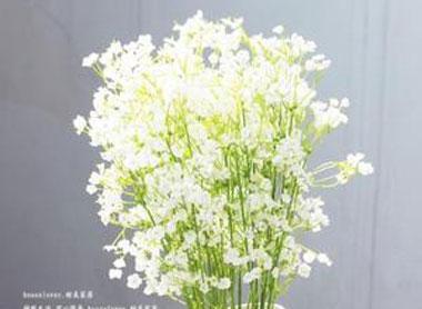 满天星的花语解读与传递之美（揭秘满天星的真正含义）