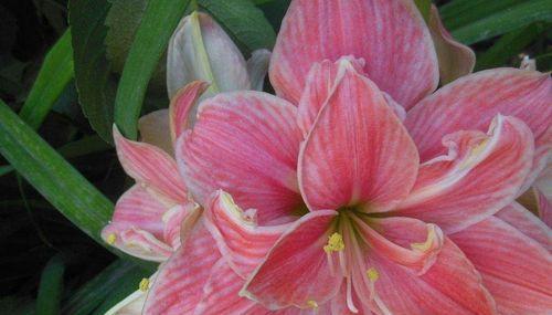 朱顶红花语(传递真挚情感的朱顶红) 朱顶红花语(传递真挚情感的朱顶红)