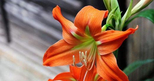 朱顶红花语（传递真挚情感的朱顶红）