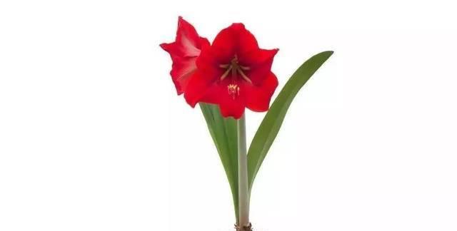 朱顶红花语(传递真挚情感的朱顶红) 朱顶红花语(传递真挚情感的朱顶红)