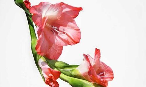剑兰花的花语与寓意（深情厚谊与执着追求）