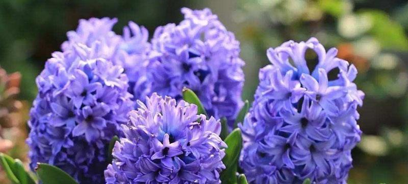 风信子的花语与象征意义（美丽而神秘的花朵）