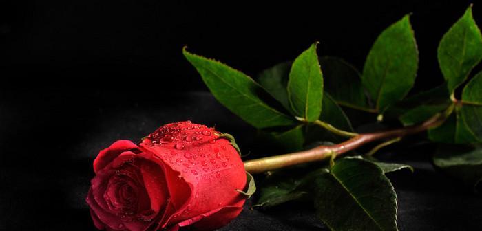黑色玫瑰花语的神秘魅力（揭开黑色玫瑰背后的谜团）