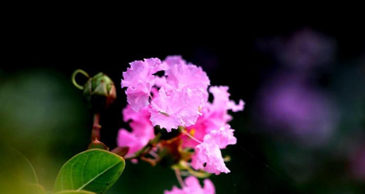 紫薇花的花语（探寻紫薇花的内涵与象征）