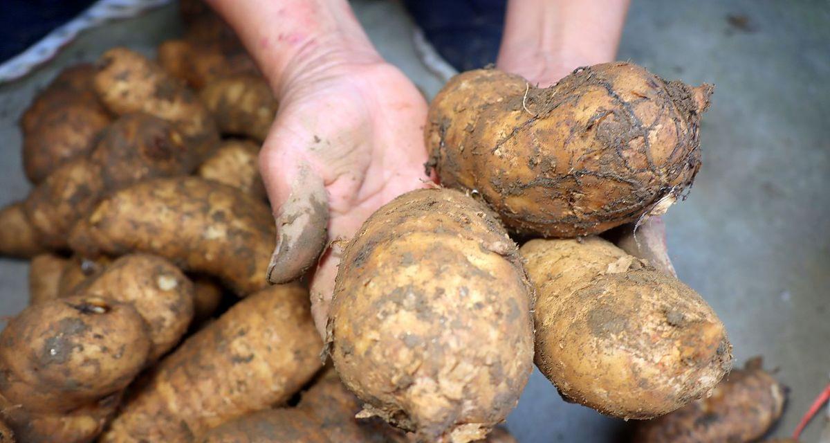 天麻的最佳采挖时间是什么时候？几月份采挖最合适？