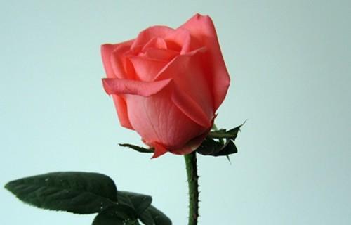 一支玫瑰花的象征意义（玫瑰花——爱）