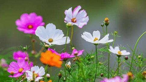 等待爱情——以百合花为主题的花语（百合花）