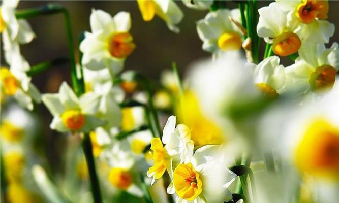 水仙花（探索水仙花的文化意义与美学价值）