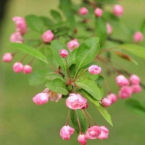 竹夹桃花（竹影幽幽）