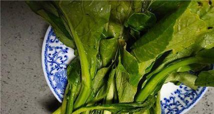 菜苔的最佳种植时间是什么时候？如何进行有效种植？