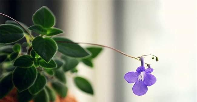 海豚花的花期通常在什么时候？如何判断海豚花的最佳观赏期？