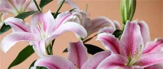 花语中的爱情密码（解析百合花的花语与意义）